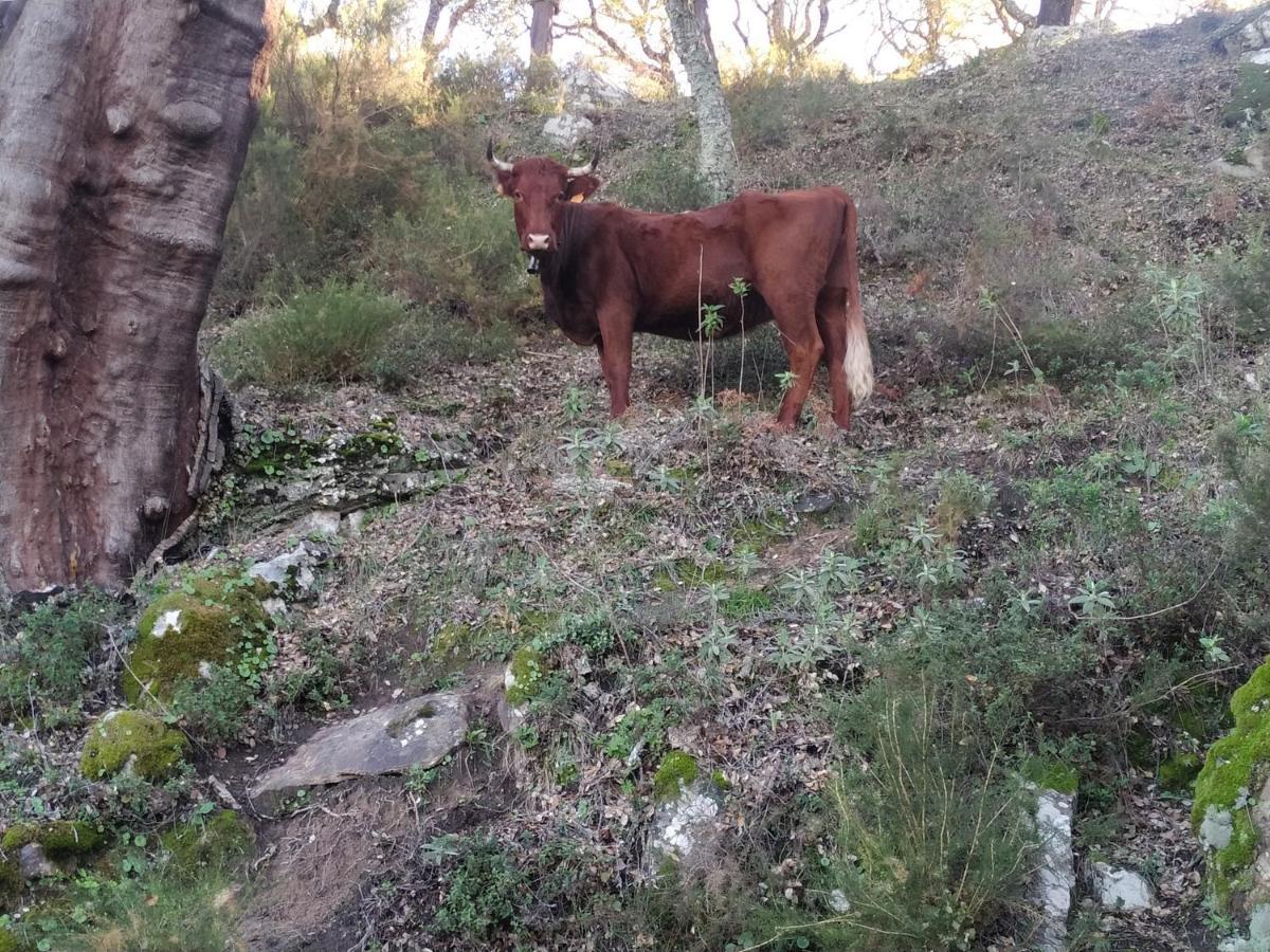 קורטס דה לה פרונטרה Apartamento Valle Del Guadiaro מראה חיצוני תמונה