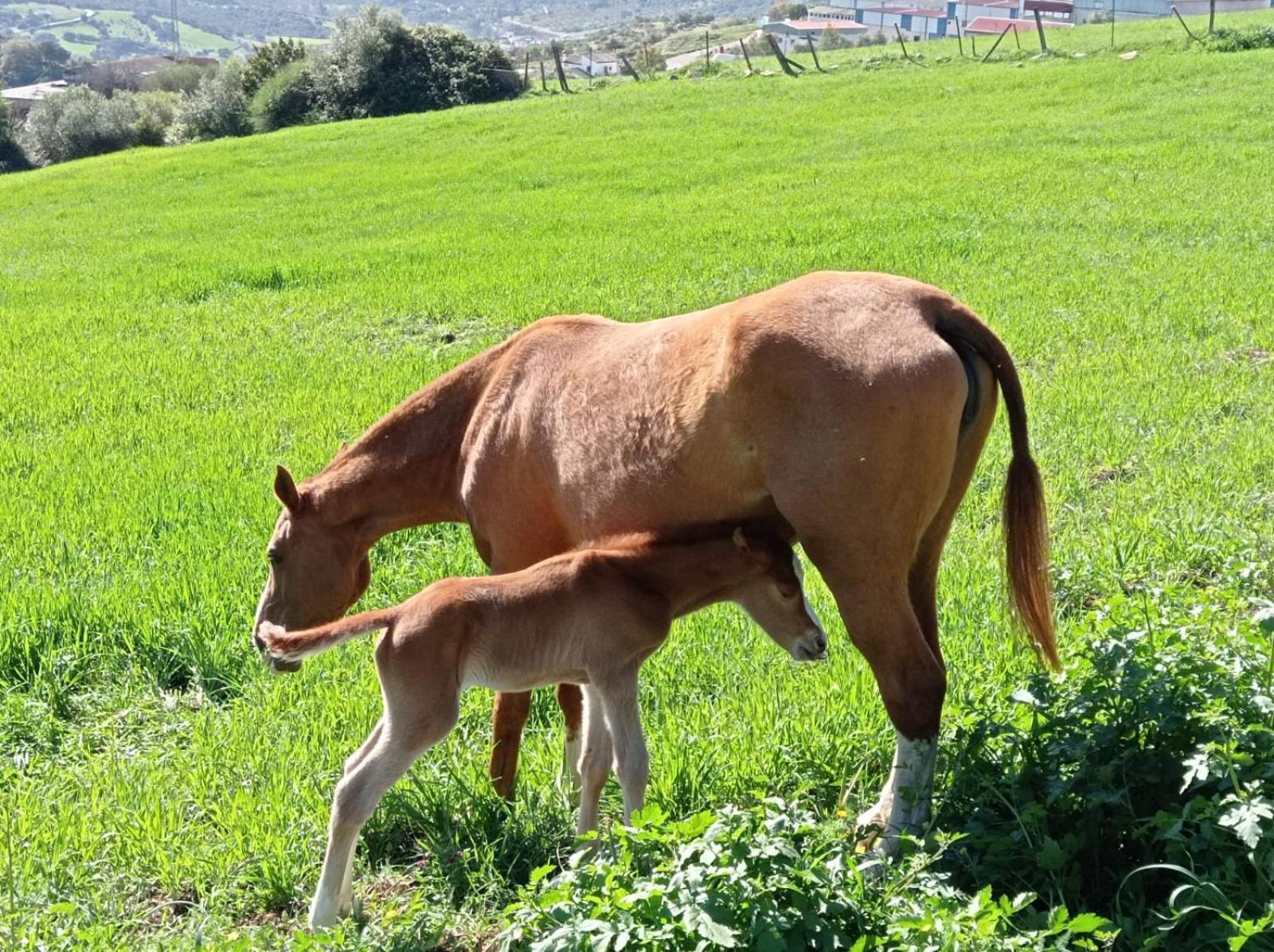 קורטס דה לה פרונטרה Apartamento Valle Del Guadiaro מראה חיצוני תמונה